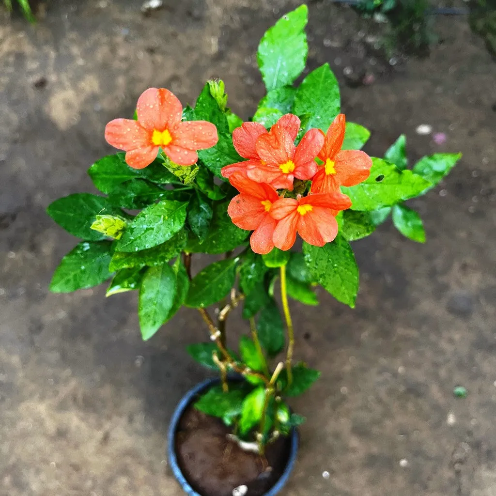 Aboli Arka Shreeya Plant