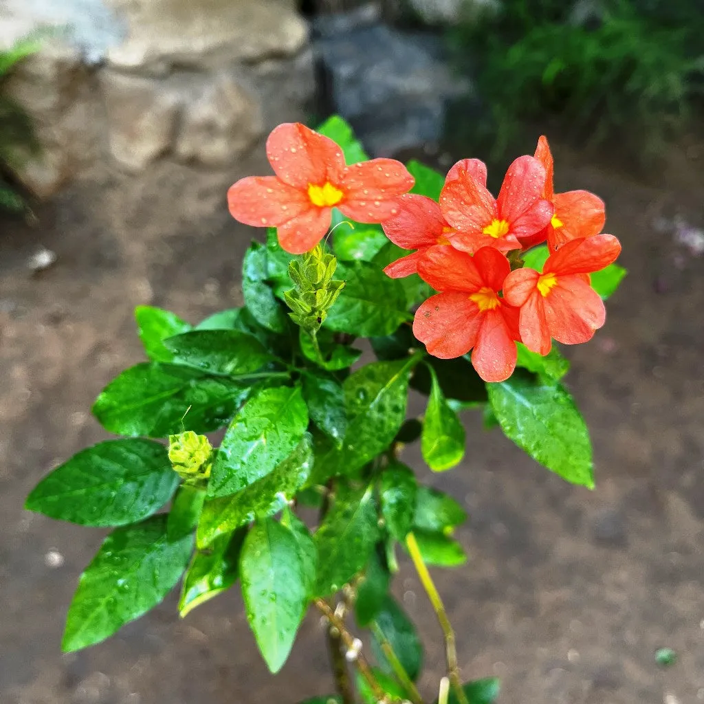 Aboli Arka Shreeya Plant