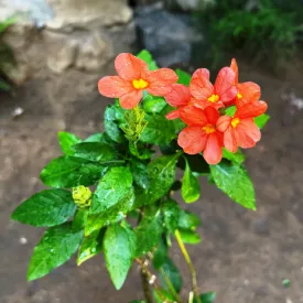 Aboli Arka Shreeya Plant