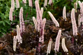 Actaea simplex 'Brunette' (PBR) - Sold out for 2024