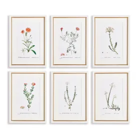 FLOWER STUDIES IN SHADES OF BLUSH, SET OF 6 BY NAPA HOME & GARDEN