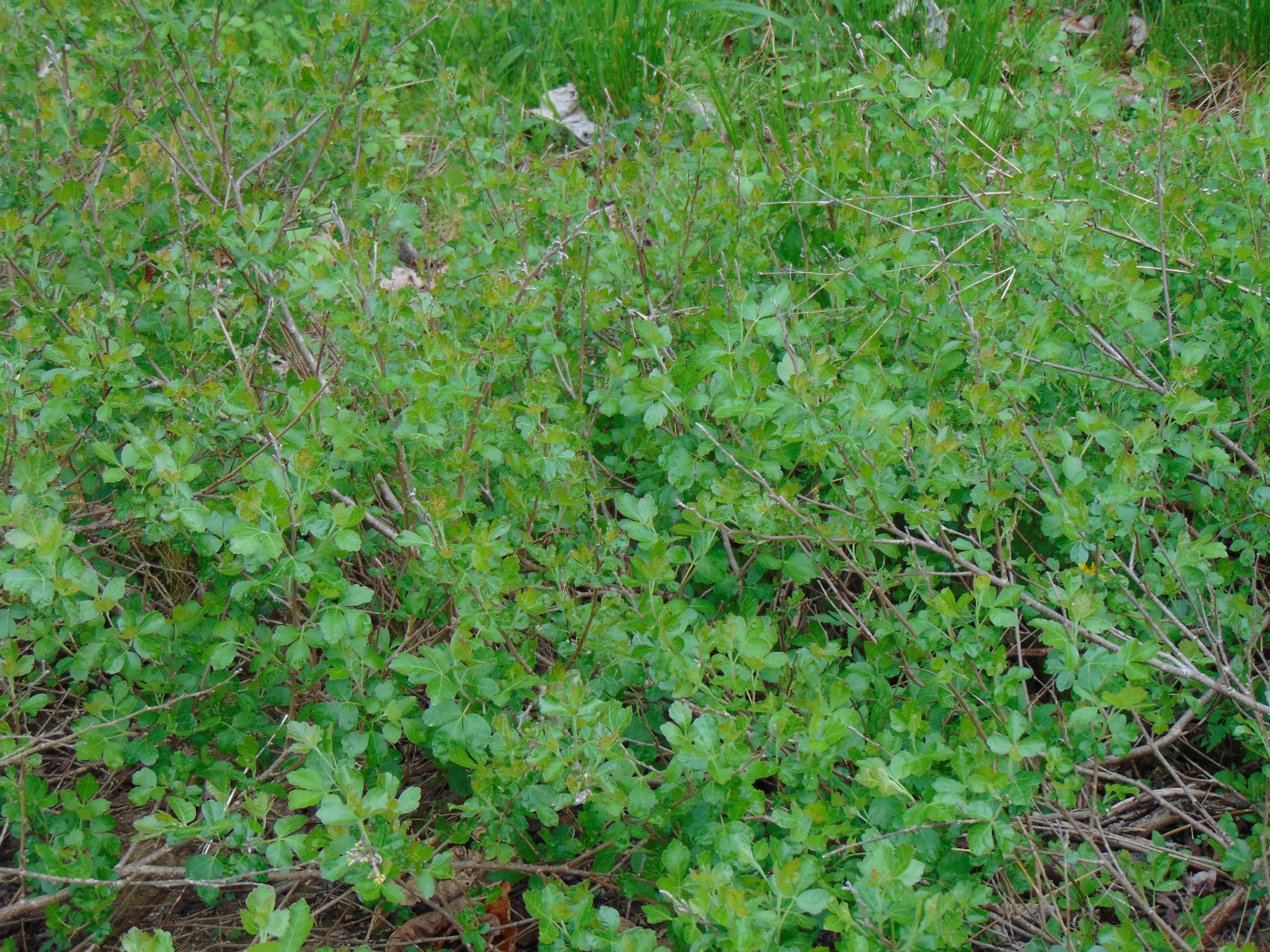 Fragrant Sumac  30 Seeds  Rhus aromatica  USA Company