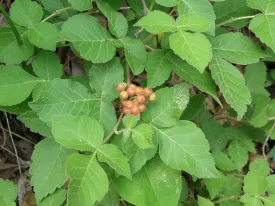 Fragrant Sumac  30 Seeds  Rhus aromatica  USA Company