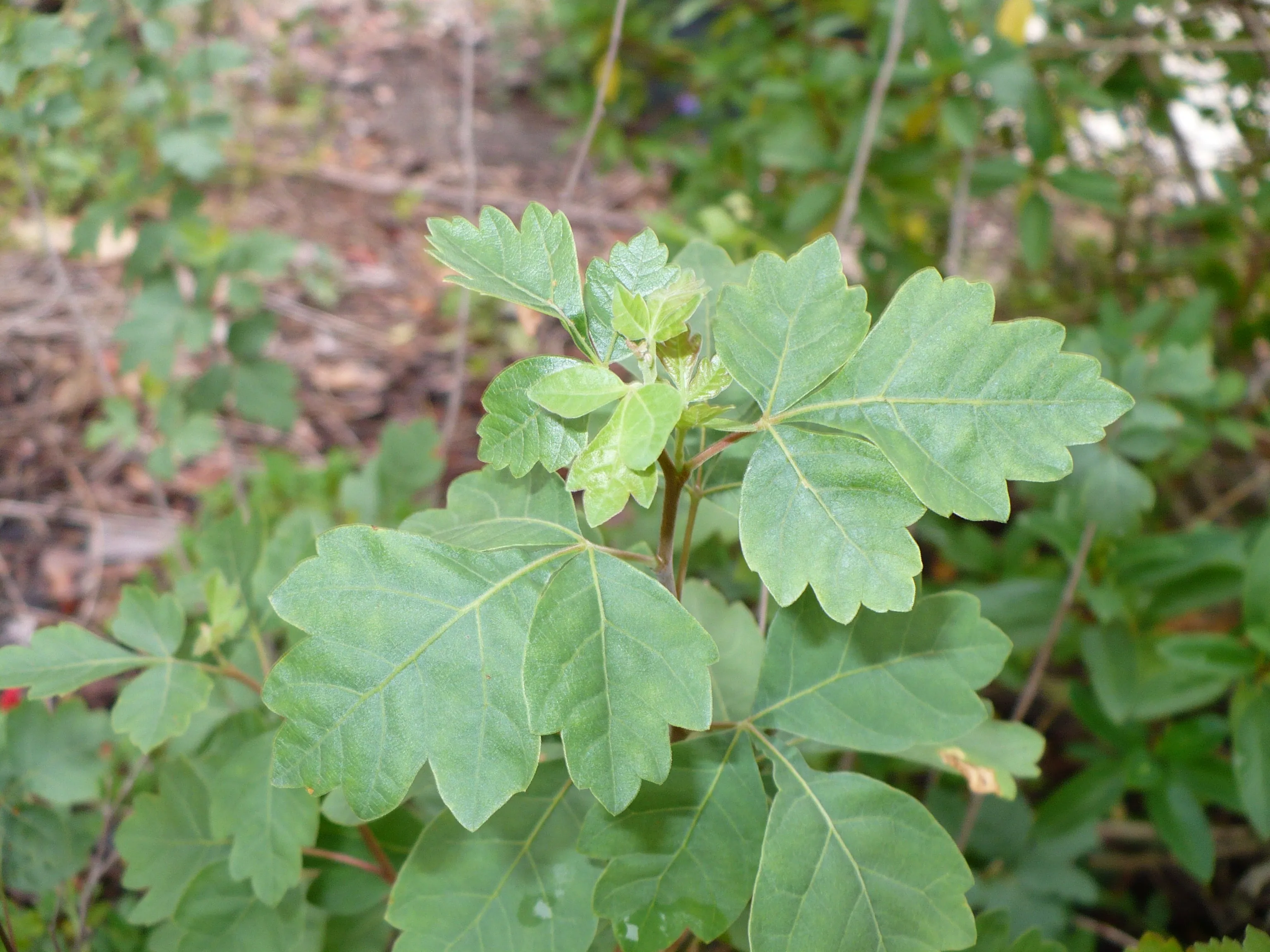 Fragrant Sumac  30 Seeds  Rhus aromatica  USA Company