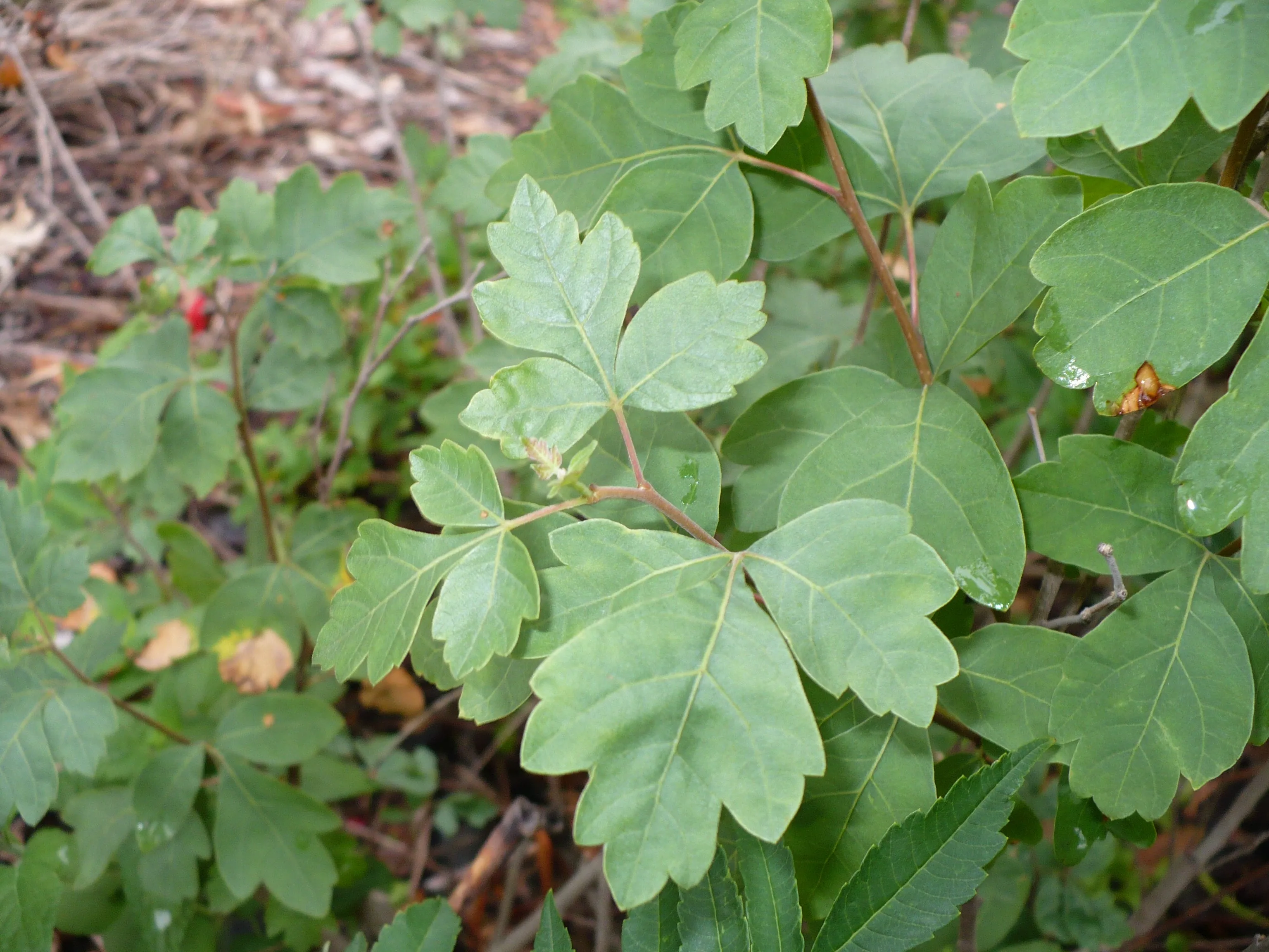 Fragrant Sumac  30 Seeds  Rhus aromatica  USA Company