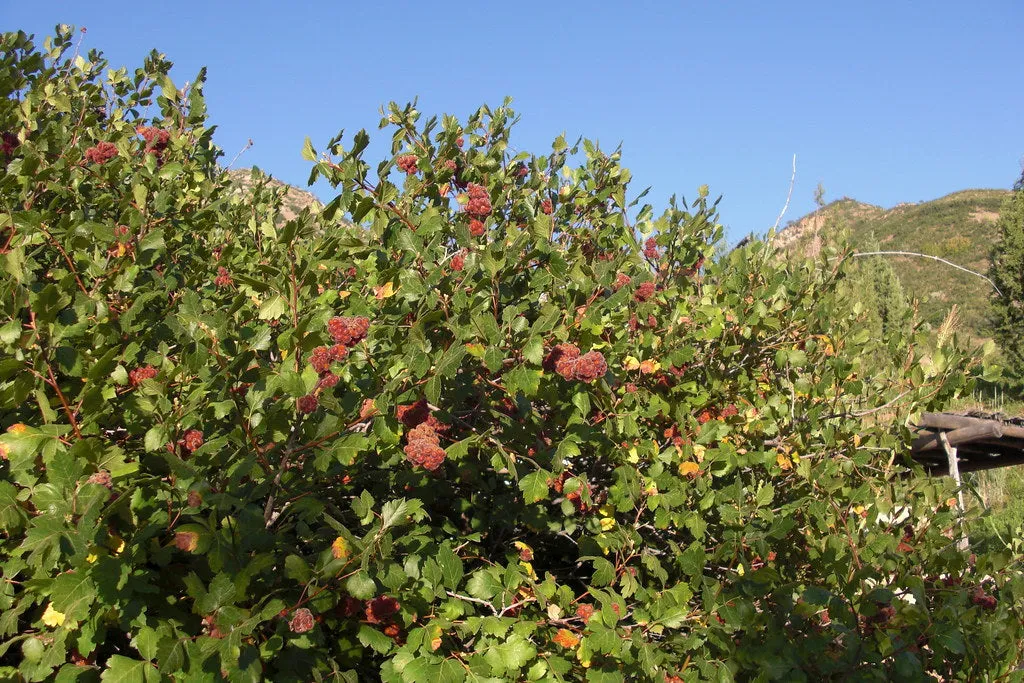 Fragrant Sumac  30 Seeds  Rhus aromatica  USA Company