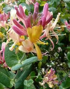 Lonicera x heckrotti 'Gold Flame'