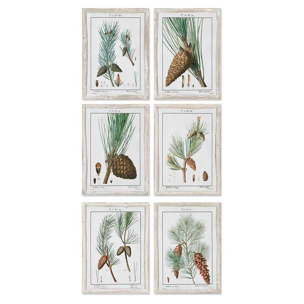 PINE STUDY, SET OF 6