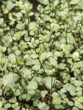 Pittosporum tenuifolium 'Green Elf'