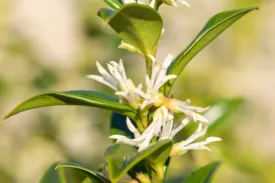 Sarcococca 'Dragon Gate'