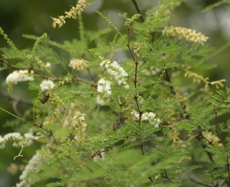 Sudan Gum Arabic Acacia senegal 20 Seeds  USA Company