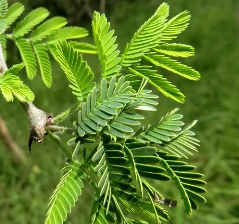 Sudan Gum Arabic Acacia senegal 20 Seeds  USA Company