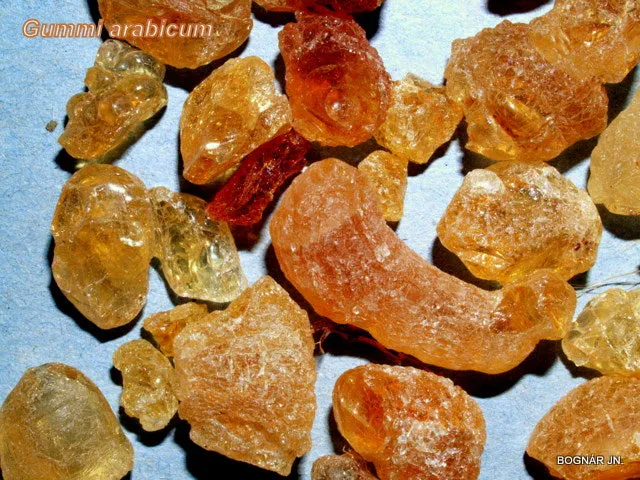 Sudan Gum Arabic Acacia senegal 20 Seeds  USA Company