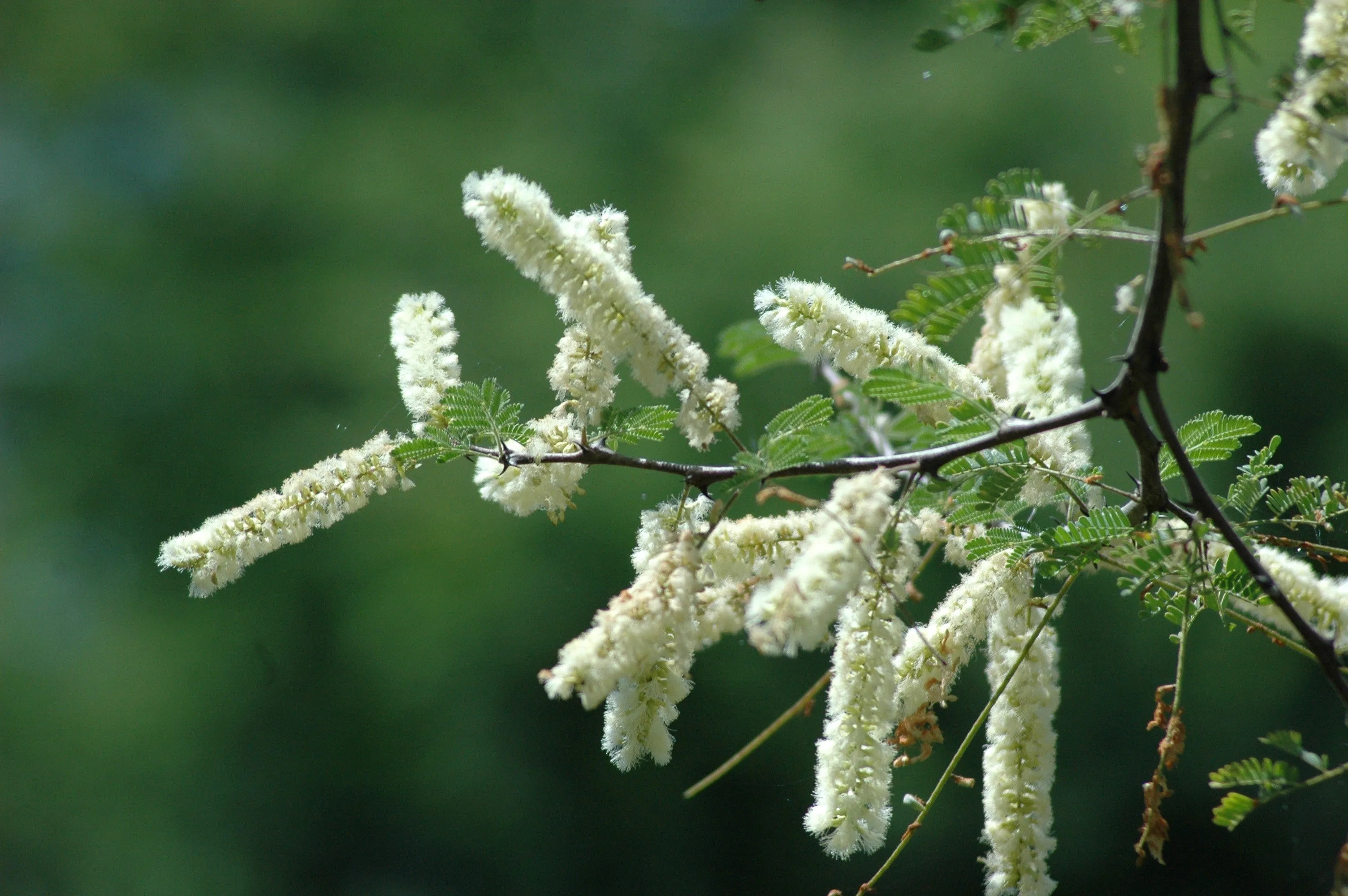 Sudan Gum Arabic Acacia senegal 20 Seeds  USA Company