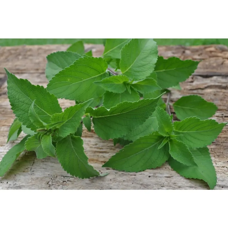 Tree Basil