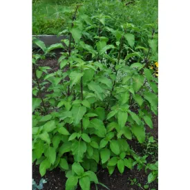 Tree Basil