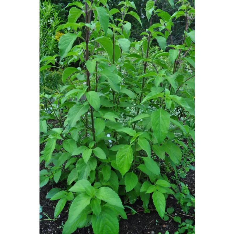 Tree Basil