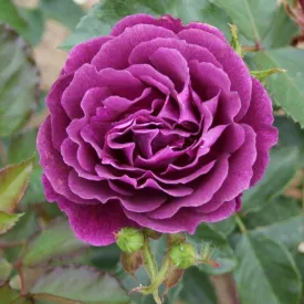 Whartons 'Ebb Tide' Floribunda Purple Rose 3Ltr Pot
