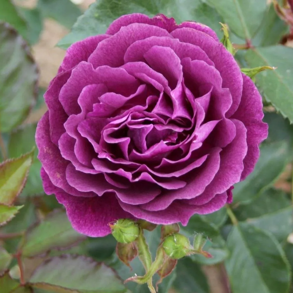 Whartons 'Ebb Tide' Floribunda Purple Rose 3Ltr Pot